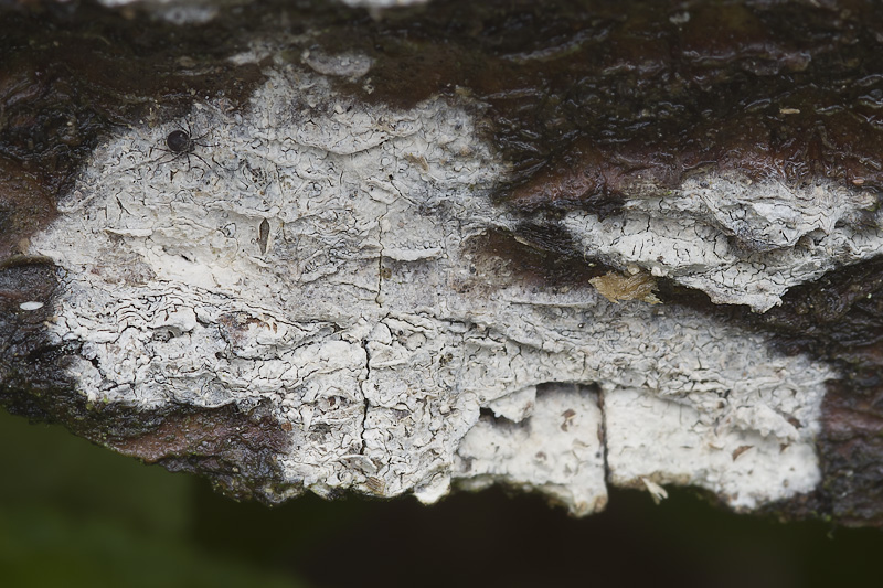 Coronicium alboglaucum